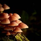 The Fungi World (263) : Burgundydrop Bonnet