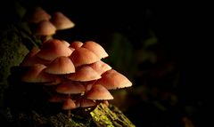 The Fungi World (263) : Burgundydrop Bonnet
