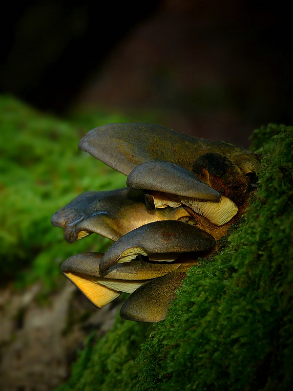 The Fungi World (264) : Olive Oysterling