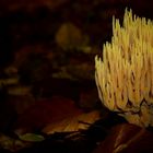 The Fungi World (265) : Strict-branch Coral