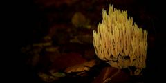 The Fungi World (265) : Strict-branch Coral