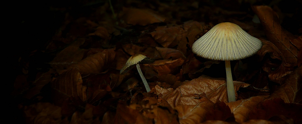 The Fungi World (266) : Coprinellus impatiens