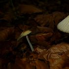 The Fungi World (266) : Coprinellus impatiens