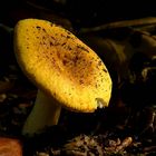 The Fungi World (267) : Russula risigallina var. acetolens