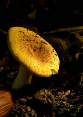 The Fungi World (267) : Russula risigallina var. acetolens