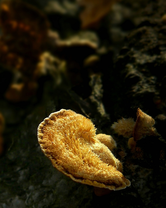 The Fungi World (268) : Hairy Curtain Crust