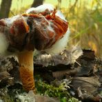 The Fungi World (27) : Bolete mould