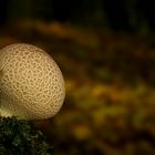 The Fungi World (270) : Common Earthball