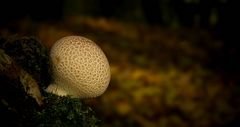 The Fungi World (270) : Common Earthball