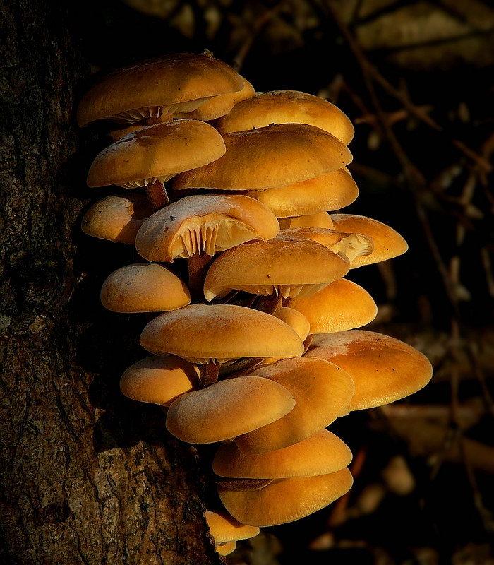 The Fungi World (271) : Velvet Shank