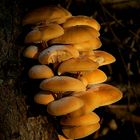 The Fungi World (271) : Velvet Shank