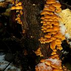 The Fungi World (272) : Velvet Shank
