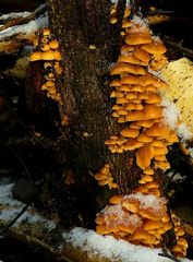 The Fungi World (272) : Velvet Shank