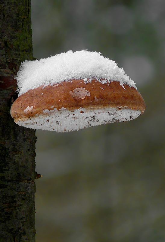 The Fungi World (273) : Donut Fungus