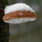 The Fungi World (273) : Donut Fungus