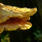 The Fungi World (274) : Chicken of the Woods