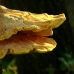 The Fungi World (274) : Chicken of the Woods
