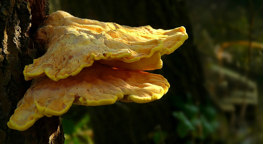 The Fungi World (274) : Chicken of the Woods