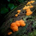 The Fungi World (275) : Tubifera ferruginosa