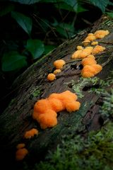 The Fungi World (275) : Tubifera ferruginosa