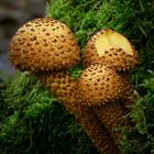 The Fungi World (276) : Shaggy Scalycap