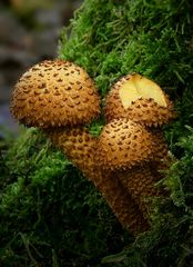 The Fungi World (276) : Shaggy Scalycap