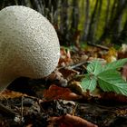 The Fungi World (279) : Common Puffball