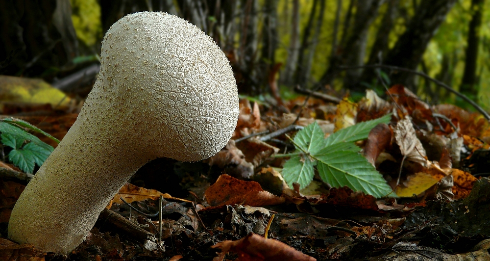 The Fungi World (279) : Common Puffball