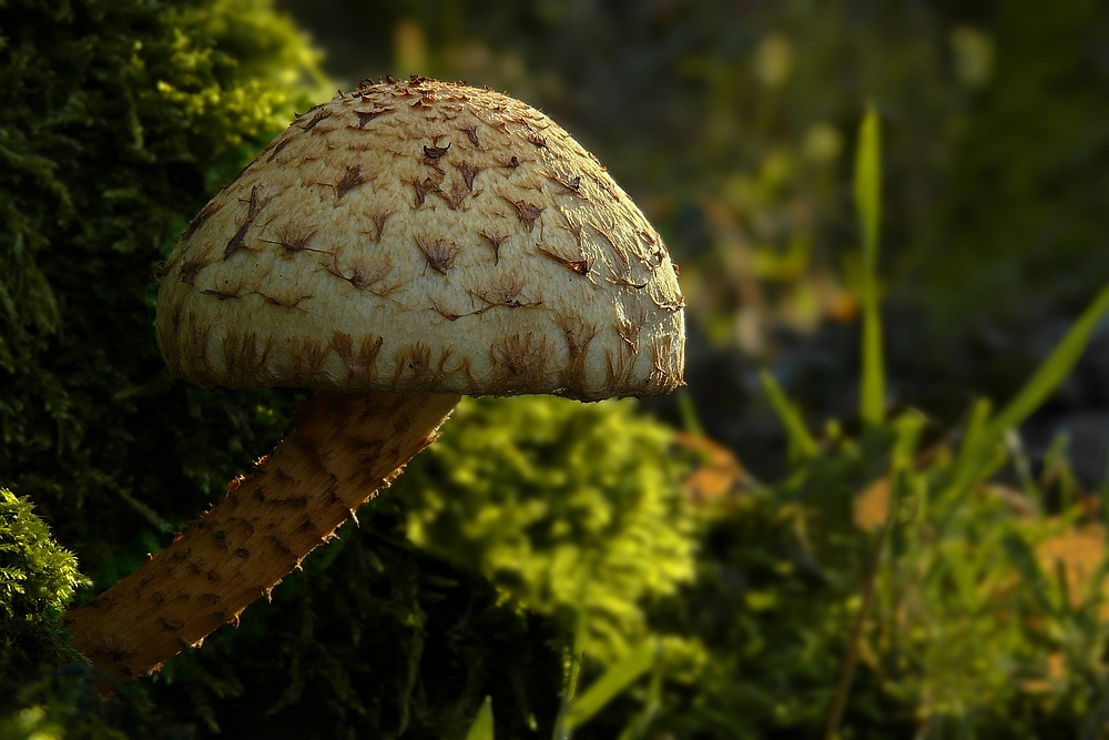 The Fungi world (28) : Scaly fibrecap