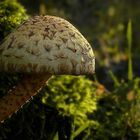 The Fungi world (28) : Scaly fibrecap