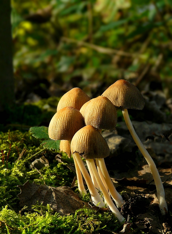 The Fungi World (280) : Glistening Inkcap