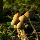 The Fungi World (280) : Glistening Inkcap