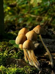 The Fungi World (280) : Glistening Inkcap