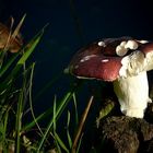 The Fungi World (281) : Burning Brittlegill