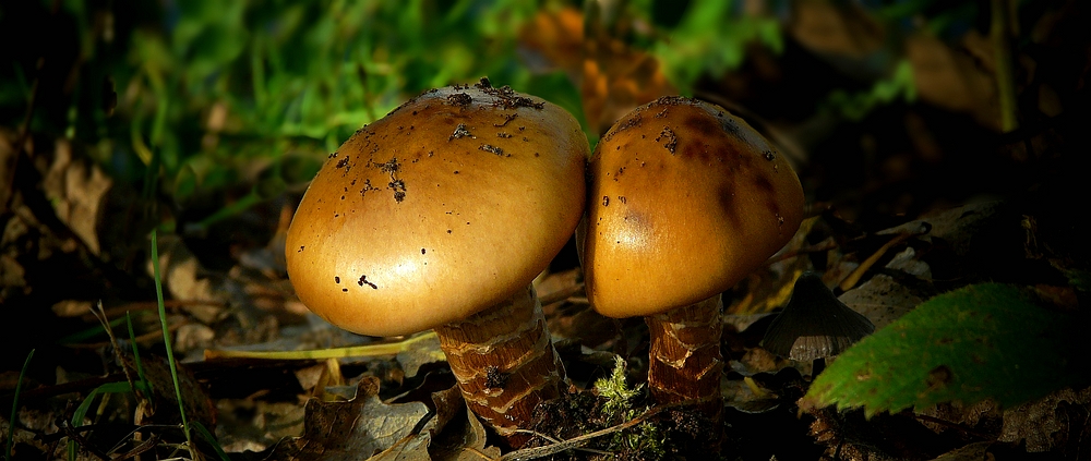 The Fungi World (283) : Girdled Webcap