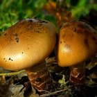 The Fungi World (283) : Girdled Webcap