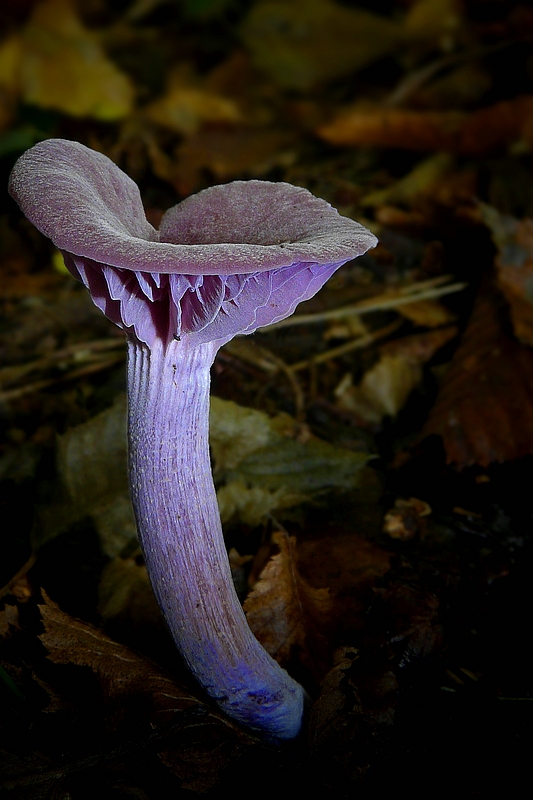 The Fungi World (284) : Wood Blewit