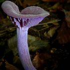 The Fungi World (284) : Wood Blewit