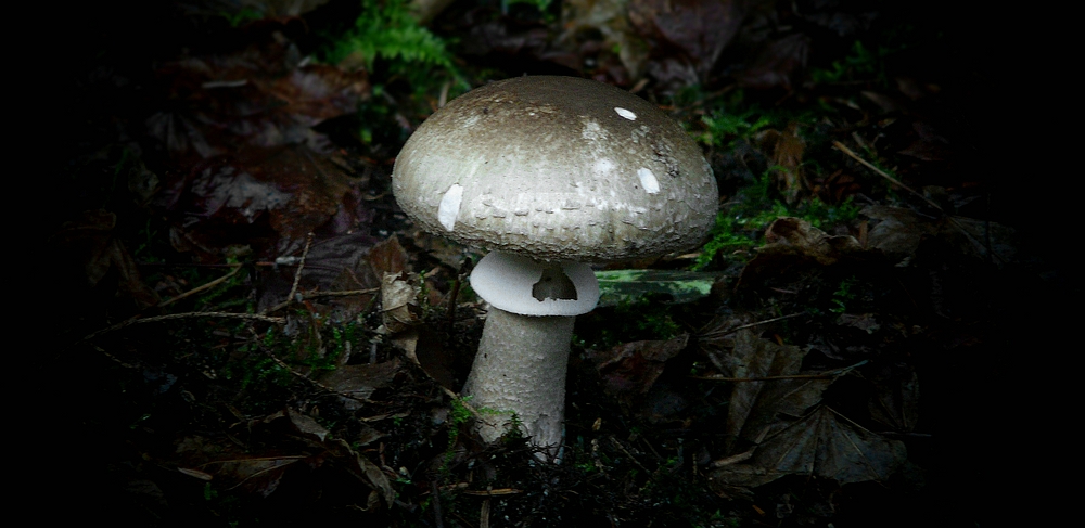 The Fungi World (285) : Girdled Knight