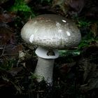 The Fungi World (285) : Girdled Knight