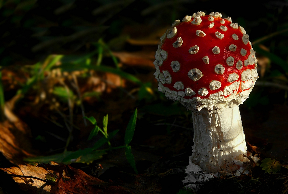 The Fungi World (286) : Fly Agaric