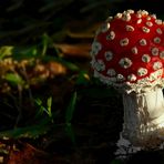 The Fungi World (286) : Fly Agaric