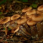 The Fungi World (287) : Honey Fungus