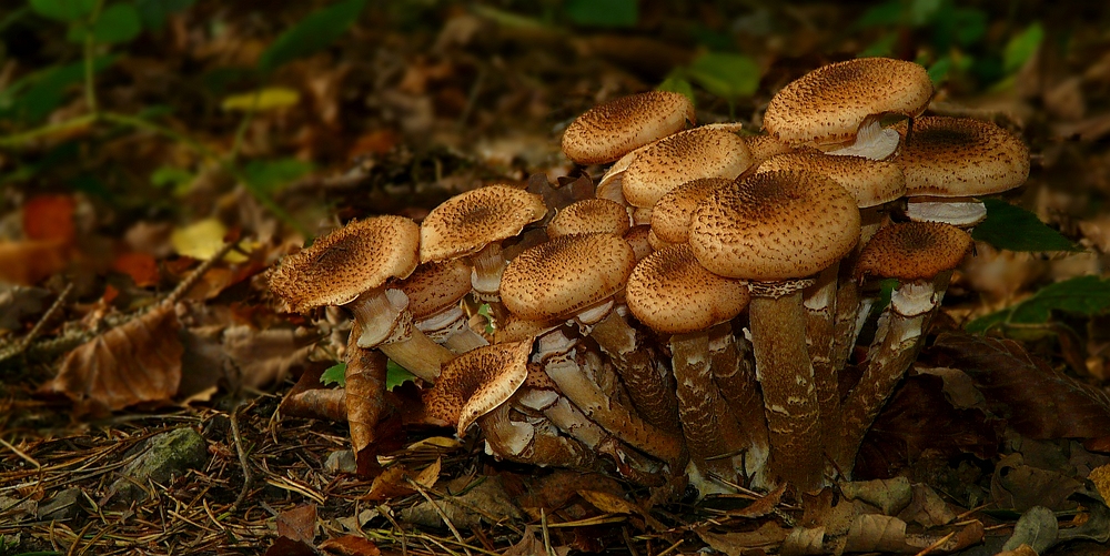 The Fungi World (287) : Honey Fungus