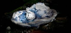 The Fungi World (288) : Conifer Blueing Bracket