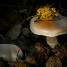 The Fungi World (289) : Cortinarius decoloratus