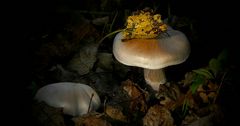 The Fungi World (289) : Cortinarius decoloratus