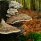 The Fungi world (29) : Hoof fungus