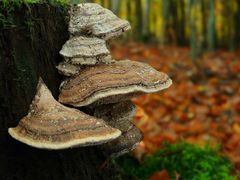 The Fungi world (29) : Hoof fungus