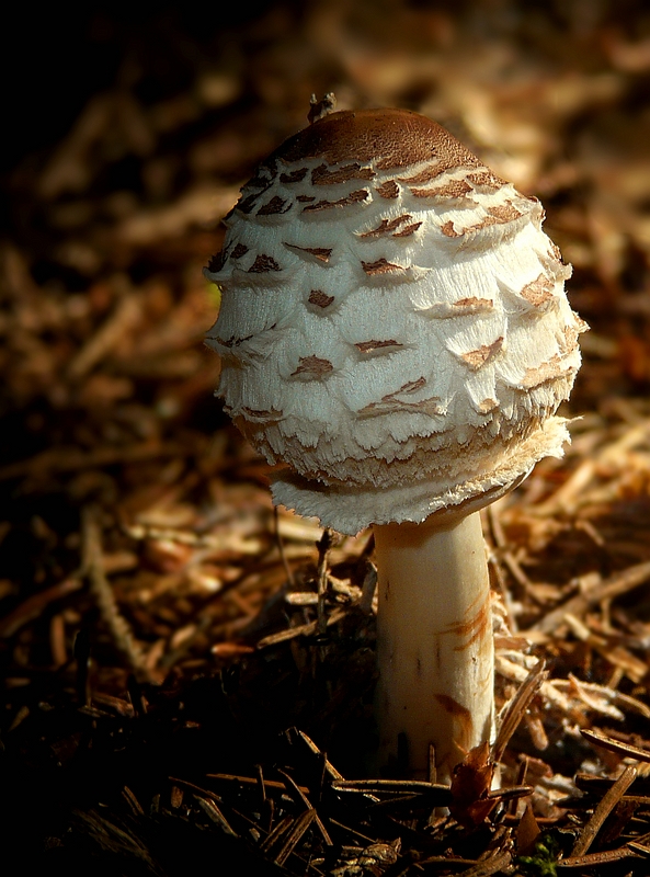 The Fungi World (290) : Shaggy Parasol